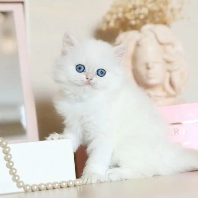Blue Eyes Persian cat for sale, healthy kitten at a reasonable price.