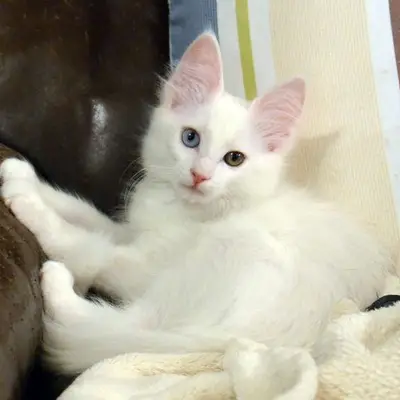 Odd Eyes Persian cat for sale, healthy kitten at a reasonable price.