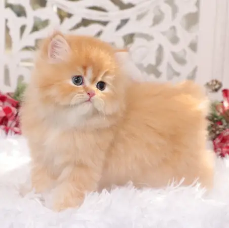 Ginger Persian cat for sale, healthy kitten at a reasonable price.