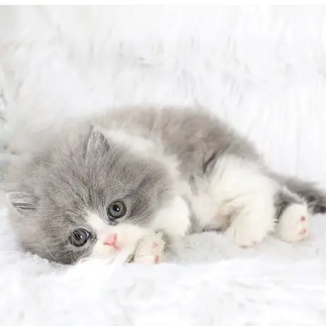 Grey and White Persian cat for sale, healthy kitten at a reasonable price.