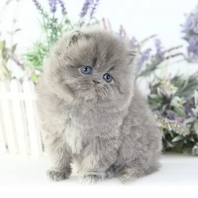 Grey Persian cat for sale, healthy kitten at a reasonable price.