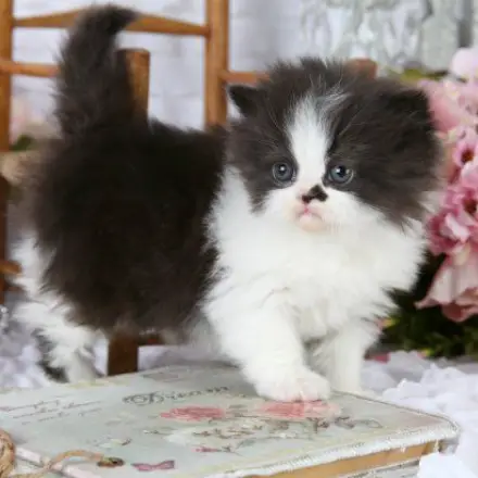 Black and White Persian cat for sale, healthy kitten at a reasonable price.