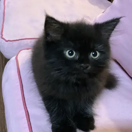 Black Persian cat for sale, healthy kitten at a reasonable price.